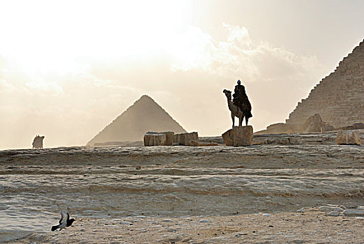 单峰骆驼,正面,卡夫拉,吉萨金字塔,开罗,埃及,非洲