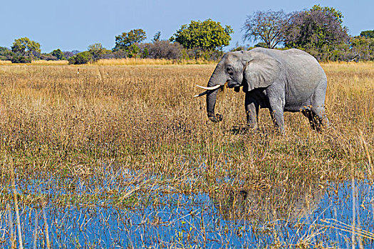 非洲象,走,草,靠近,水潭,奥卡万戈三角洲,博茨瓦纳,非洲