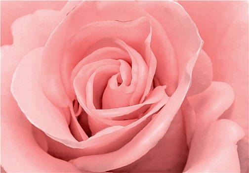 漂亮,玫瑰花,精美,淡粉色,彩色,特写