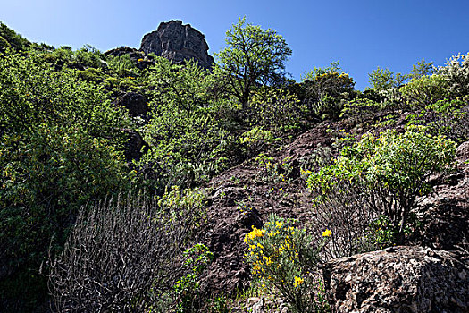 花,植被,徒步旅行,仰视,大卡纳利岛,加纳利群岛,西班牙,欧洲