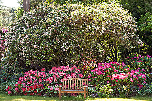 园凳,杜鹃花属植物
