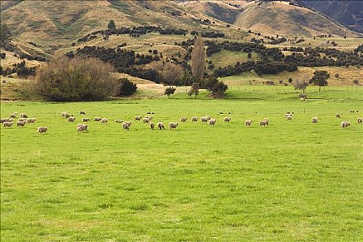 绵羊,草场,奥塔哥,南岛,新西兰