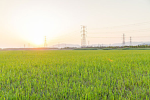 金色夕阳下的田地高压线路