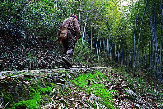 鄞州,塘溪镇,黄泥岭古道,山路,山林