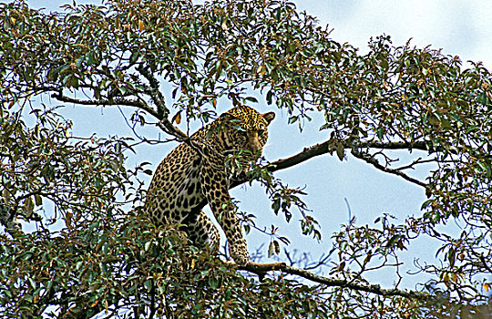 豹,大型猫科动物,成年,站立,树,肯尼亚