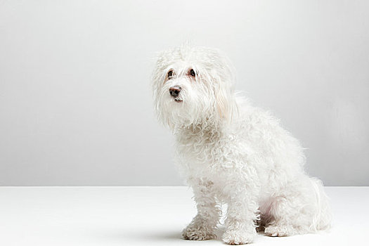 肖像,白色,狗