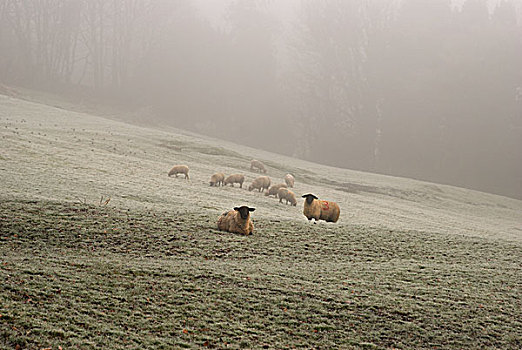 绵羊,霜,草,雾,基尔肯尼郡,爱尔兰