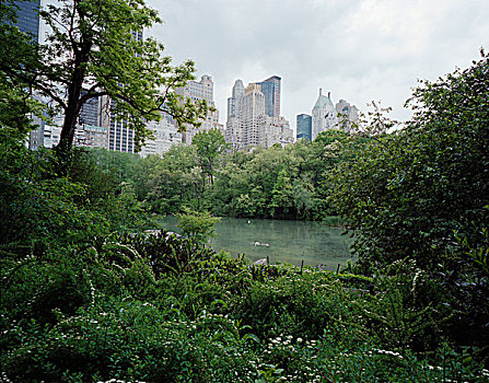 树,水塘,摩天大楼,中央公园,曼哈顿,纽约,美国