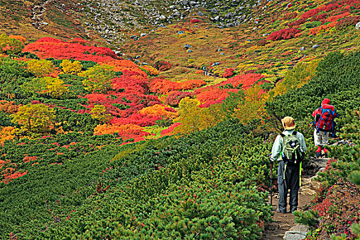 山,秋叶