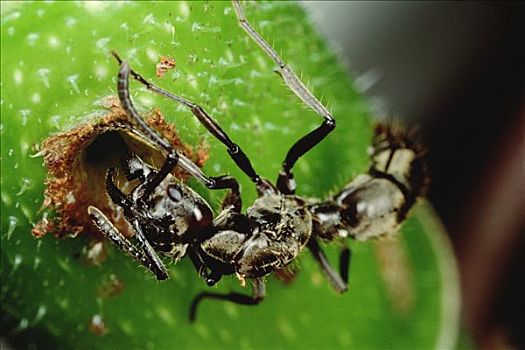 蚂蚁,蚁后,挖,树苗,寻找,地点,开端,新,生物群