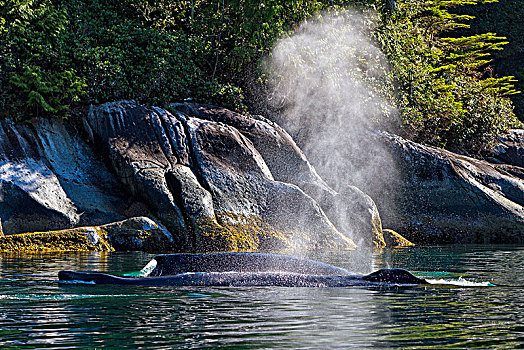 驼背鲸,游泳,挨着,岸边,布劳顿群岛,海洋公园,温哥华岛,不列颠哥伦比亚省,加拿大