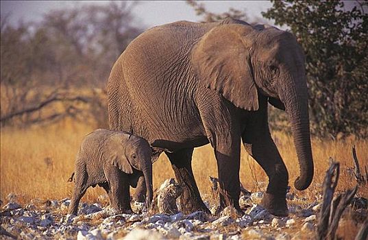 非洲象,哺乳动物,埃托沙国家公园,纳米比亚,非洲,动物