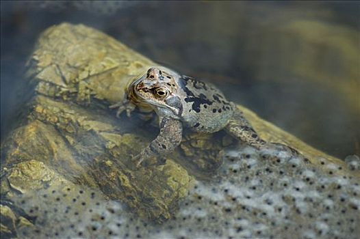水蛙,水池,青蛙,虎皮蛙,坐,靠近,产卵,石头,水中