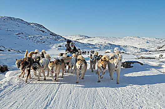 雪橇狗,旅游,伊路利萨特冰湾,格陵兰,北极,北美