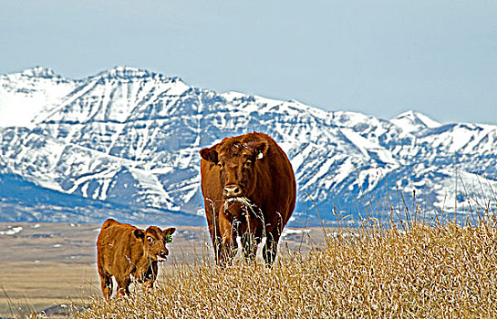 红色,雌性,幼兽,放牧,草场,山峦,背景,靠近,瓦特顿湖国家公园,西南方,艾伯塔省,加拿大