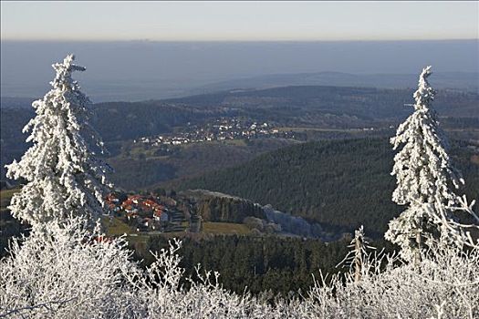 白霜,遮盖,树,格罗塞尔,山,黑森州,德国,冬天,天气