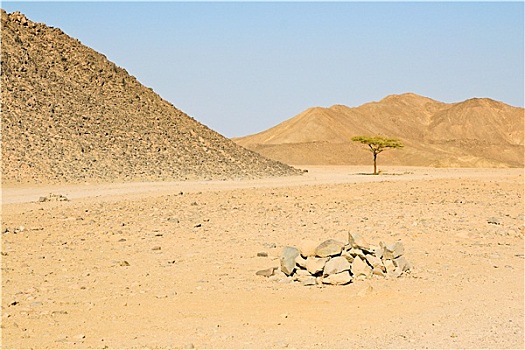 孤单,树,埃及,沙漠