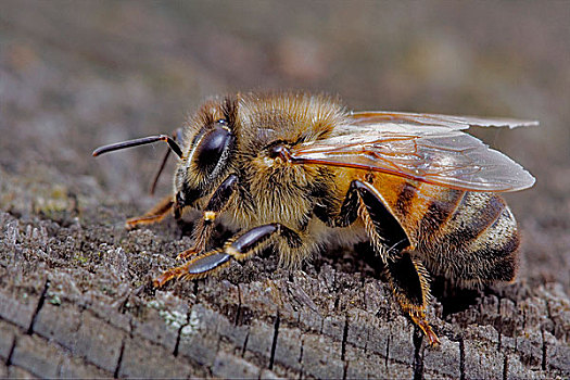 蜜蜂,木头