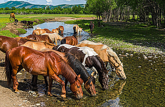 成群,马,饮用水,河,蒙古,亚洲