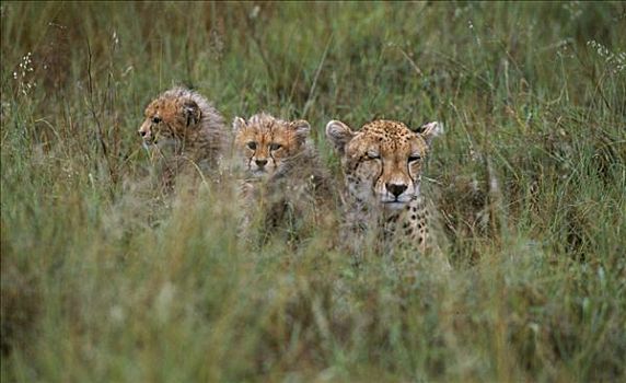 印度豹,幼兽,猎豹