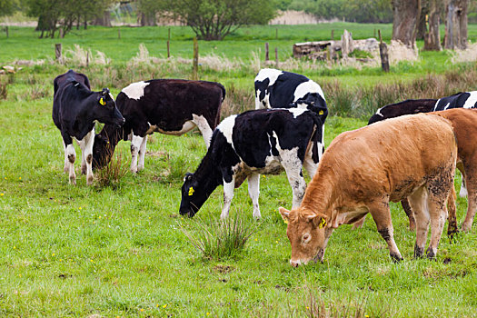 牧群,母牛,绿色,地点,牧场