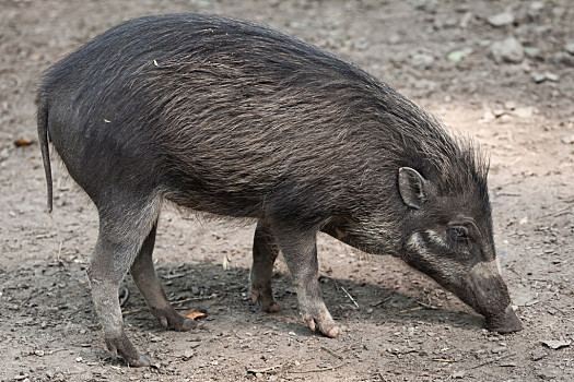 豬,野生動物