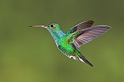 翠绿色,飞行,靠近,国家公园,东南部,厄瓜多尔