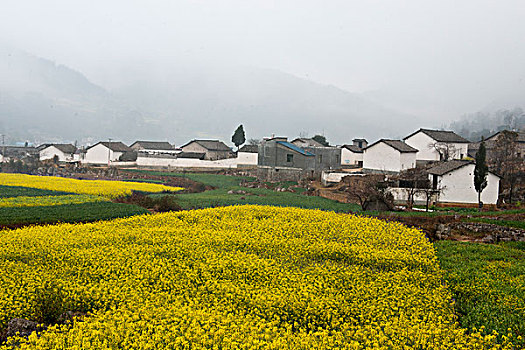 云南罗平县,乡村油菜地,徐学哲摄影,尼康,年,月