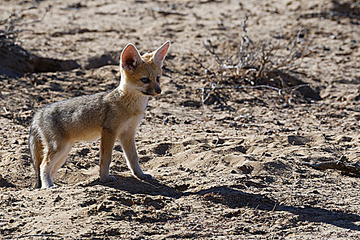 幼兽,角狐,狐属,向外看,巢穴,入口,晨光,卡拉哈迪大羚羊国家公园,北开普,南非,非洲