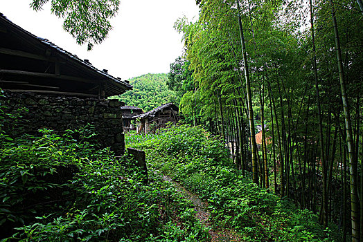 鄞州,横溪镇,吴徐古村,山村,古树,老房子