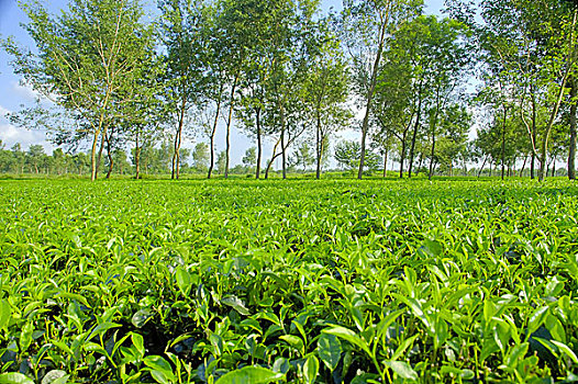 茶,花园,地区,孟加拉,五月,2006年