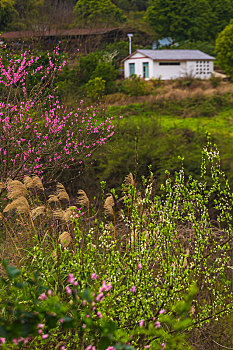 大营山桃花