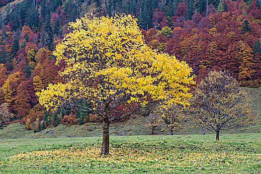 黄色,色彩,树,正面,秋天,树林,秋叶,格罗塞尔,后面,提洛尔,奥地利,欧洲