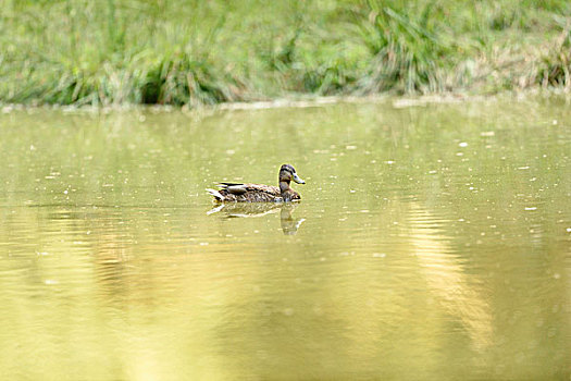 野鸭,绿头鸭,雌性,湖,侧面视角,游泳