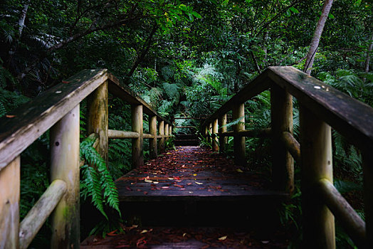 道路,丛林