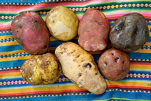 不同,土豆,品种,传统,安第斯,农产品,省,秘鲁,南美,慈善