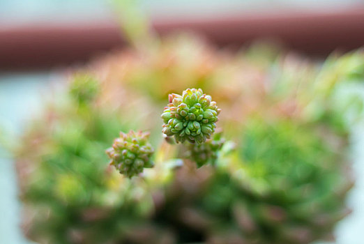 多肉植物