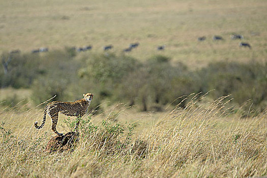 印度豹,猎豹,雌性,远眺,大草原,站立,蚁丘,马赛马拉国家保护区,肯尼亚,非洲