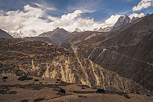 牦牛,放牧,正面,山,山谷,昆布,地区,珠穆朗玛峰,区域,尼泊尔,亚洲