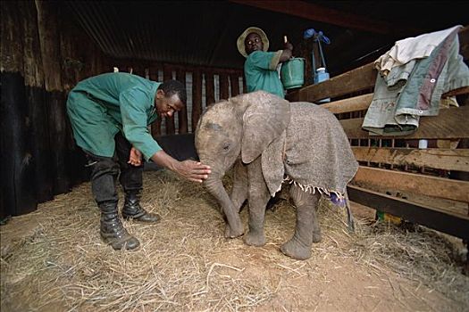 非洲象,孤儿,幼仔,第一,白天,孤儿院,东察沃国家公园,肯尼亚