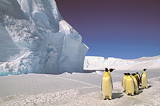 南极,澳大利亚,领土,栖息地,帝企鹅
