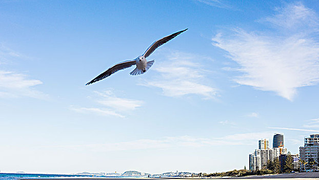 黄金海岸,大海