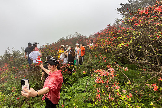 广西昭平县仙殿顶旅游景区,五一,映山红花开迎客来