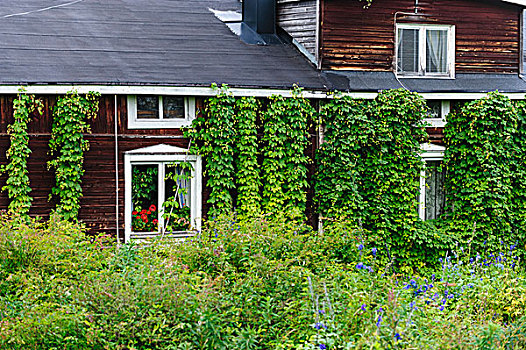 瑞典,北博滕省,茂密,花园,围绕,老,农舍