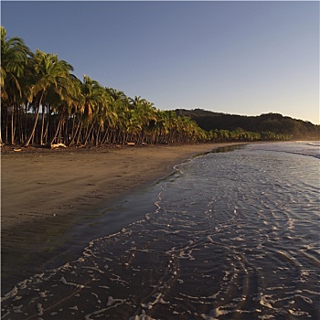 棕榈树,海岸,哥斯达黎加