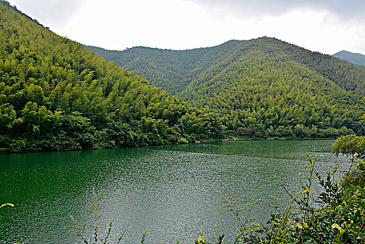 天目湖南山竹海