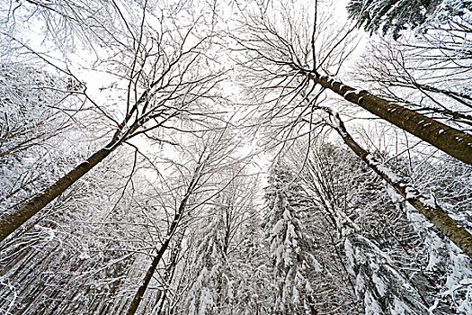 积雪,树,仰视,巴伐利亚森林国家公园,巴伐利亚,德国