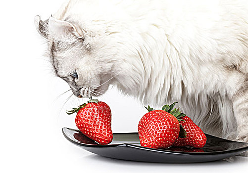 白色,猫,小心,吃,新鲜,草莓,黑色,盘子