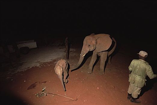 非洲象,孤儿,问候,新,黎明,东察沃国家公园,肯尼亚