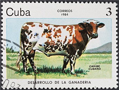 古巴,加勒比,母牛